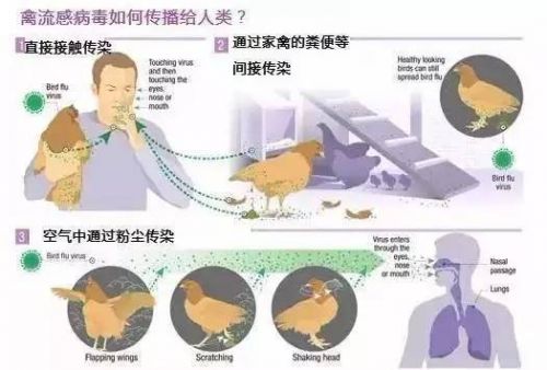 全球抗擊禽流感歷程與最新消息綜述